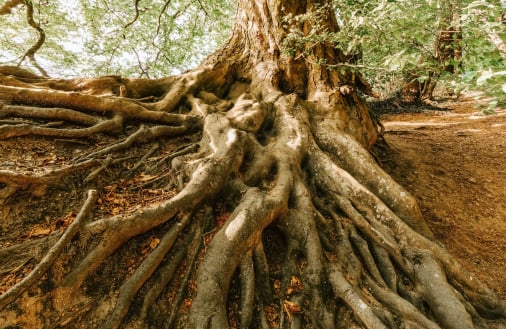 Root systems in earth dams